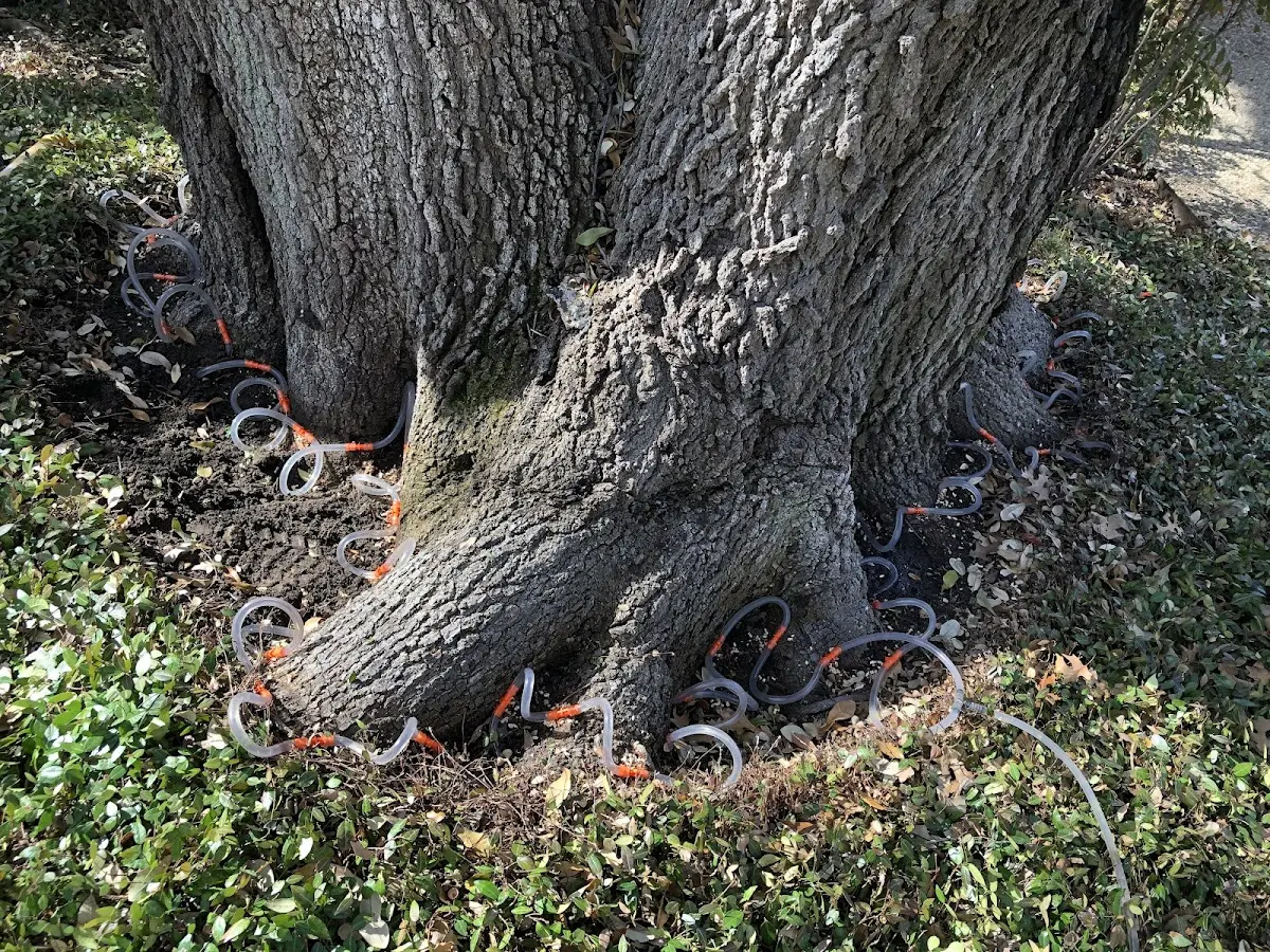 Detailed Tree Cabling and Bracing job site in Hyrum
