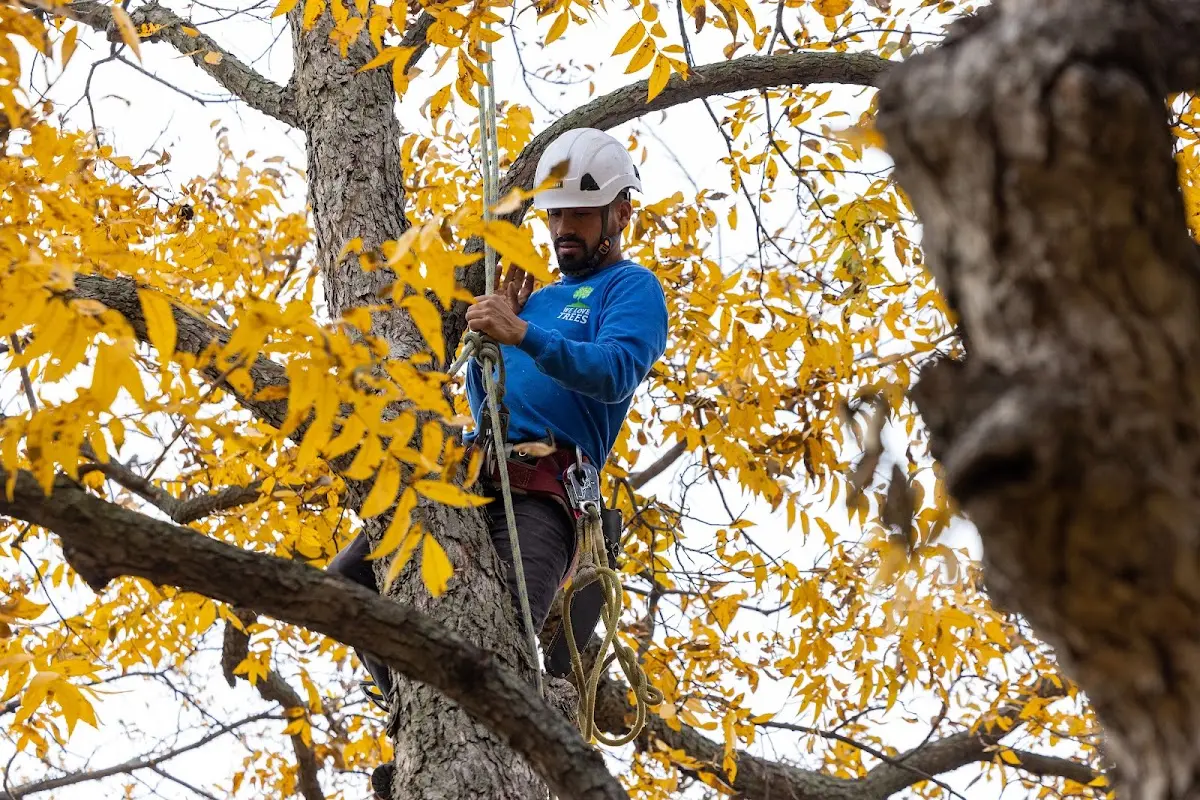 Skilled Tree Transplanting crew working in Hyrum